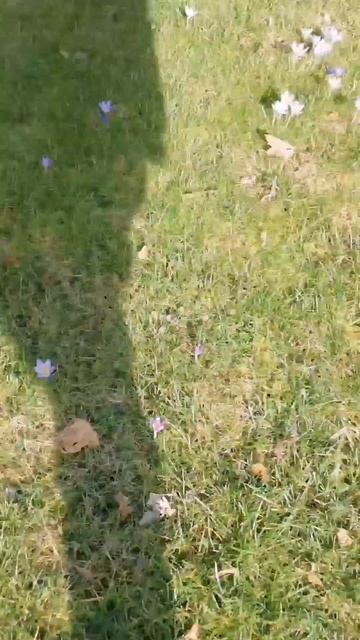 #Shorts# У нас как в Сказке! Нашли Подснежники 😅 смотреть онлайн