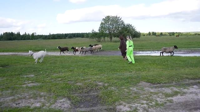 Как говорят животные на ферме - Маленькая Вера и Медведь смотреть онлайн