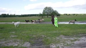 Как говорят животные на ферме - Маленькая Вера и Медведь