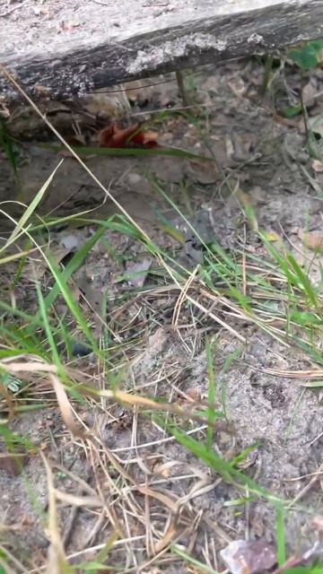 #Мухомор- #гриб-#силач / #надаче/ #ленобласть / день 12 сен? смотреть онлайн