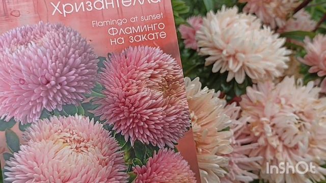 Хризантелла 