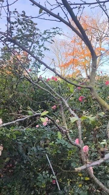 Дельфиниум в конце октября 🎃