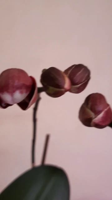 Фаленопсис Каменная роза. Начало роспуска. смотреть онлайн