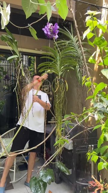 Поливаем орхидеи! #орхидеи #цветы #flowers смотреть онлайн