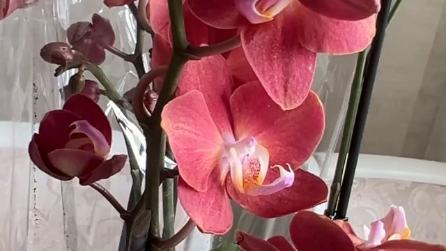 Огромное поступление сортовых орхидей. Единорог, Тул? смотреть онлайн