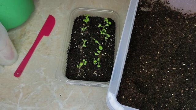 #квіти Пікірування ГВОЗДИКИ Шабо. Формування компактн смотреть онлайн