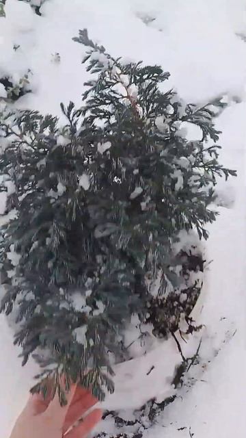 #вічнозелені #кипарис#осінь #листопад #огляд #garden смотреть онлайн