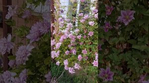 Клематис Піілу (clematis Piilu)