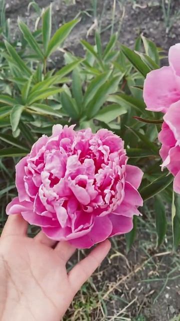 Пион Suse Q #садовод #peony #пионы #мойсад смотреть онлайн