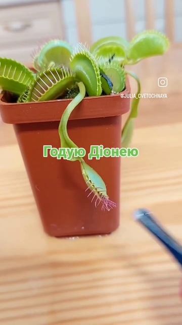 ГОДУЮ ДІОНЕЮ - ВЕНЕРИНУ МУХОЛОВКУ! смотреть онлайн