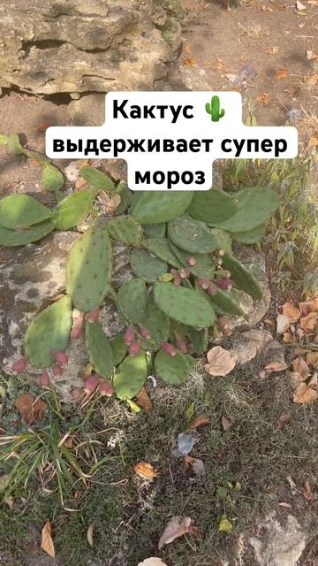 Кактус на даче выдерживает мороз #дача #дачасадогород смотреть онлайн