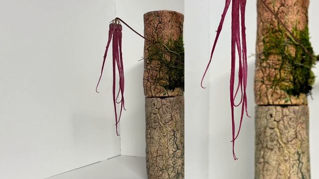 Цветение орхидей в марте 2024. Bulbophyllum plumatum. Oncidium Lava Burst. смотреть онлайн