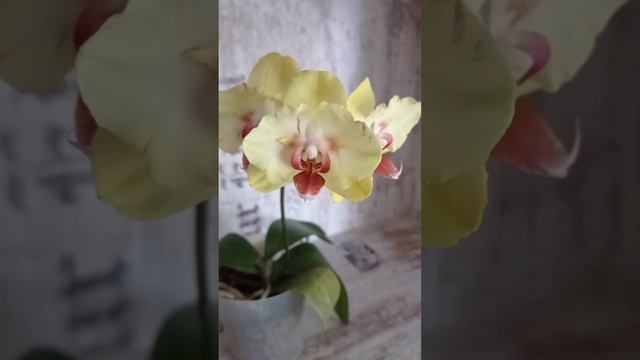 Fullers Sunset🦋 #orchid #flowers #plants #цветы смотреть онлайн