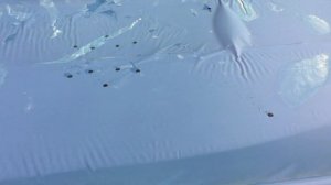 Жизнь вне орхидей 43. ИЩУ НЕВЕСТУ