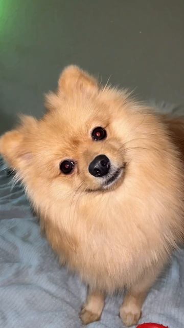 ПРОВЕРЯЕМ ШПИЦА НА ЗВУК #reels #рекомендации #шпиц #смешно #собака #говорящаясобака