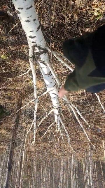 Лесная дача - береза упала на забор смотреть онлайн