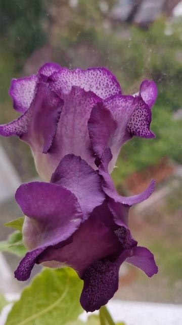 Глоксиния смотреть онлайн