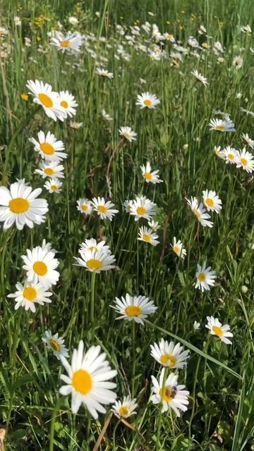 Белые ромашки White daisies Matricaria #природа #nature #daisies смотреть онлайн