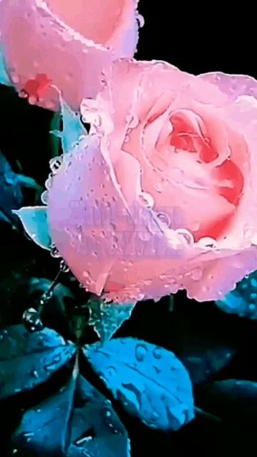 В мире цветов🌹🌹🌹❤ смотреть онлайн