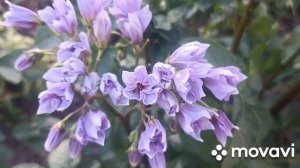 КАРТОФЕЛЬ ГОЛУБОЙ ДУНАЙ