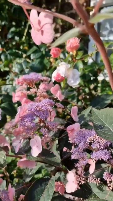 Hydrangea aspera Hot Chocolate #hydrangea #shorts#гортензия #flowers #гортензія смотреть онлайн