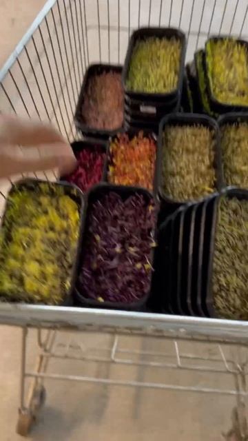 Зелени пора на свет смотреть онлайн