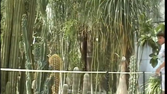 КРЫМ часть 25 Кактусарий.wmv смотреть онлайн