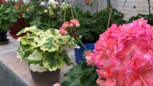 Пеларгония. ИВ Столбовая дворянка. #цветы #flowers #пеларг?
