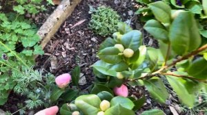 КАМЕЛИИ. Уход, посадка, формирование, содержание. 1.05.25.