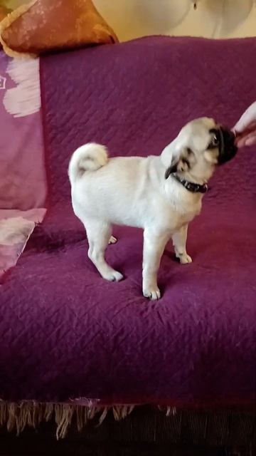 Золото Тольтеков Лаванда, 5 мес, продажа 8 915 797 21 45. смотреть онлайн