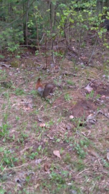 Пугливая Белочка подобрала орешек и ускакала подальш? смотреть онлайн