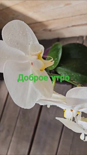 доброе утро#успех #природа #доброеутро #лето #счастье #? смотреть онлайн