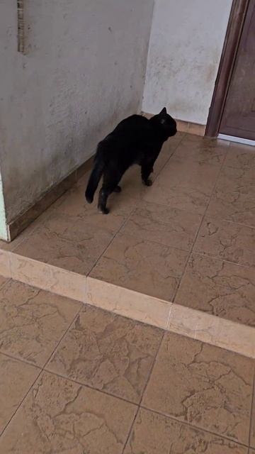 Борис Барбарис)) смотреть онлайн