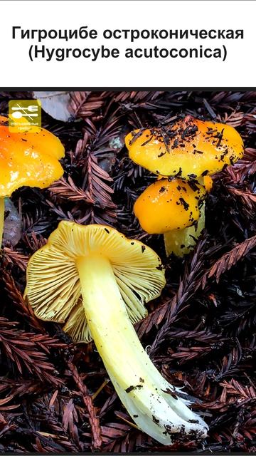 ГРИБЫ ГИГРОЦИБЕ ВСЕ ВИДЫ (2 часть) #short #shorts #shortsvideo смотреть онлайн