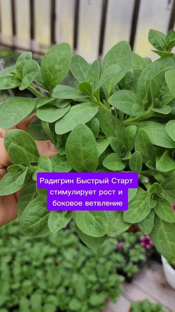 Что стало с петунией после обработки? #garden #радигрин #к смотреть онлайн