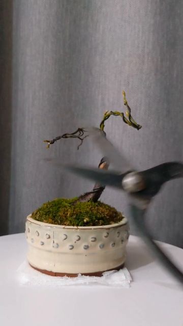 [БОНСАЙ] Граб. Первинна стилізація. Hornbeam. Primary stylisation. #bon смотреть онлайн