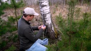 БЕРЕЗОВЫЙ СОК! Сбор березового сока, как правильно соб