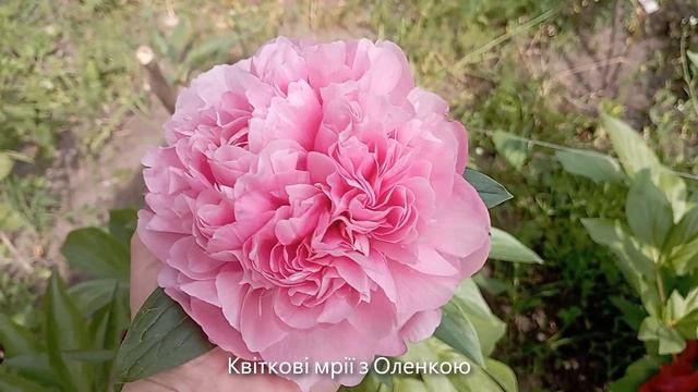 Півонія Салмон Глорі. Peony Salmon Glory