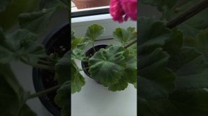 пеларгония сорт ЮВ-Византия