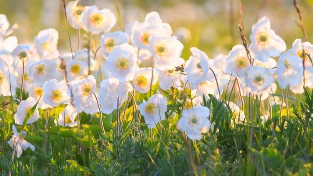 Metsülased | Ветреничка лесная смотреть онлайн