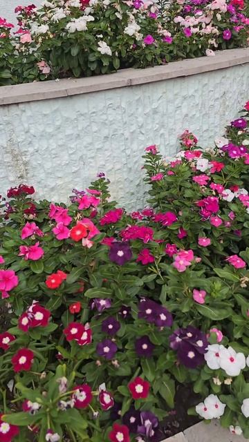 🌺🌺🌺 Просто красиво‼️🌺🌺🌺 #цветы #сочицветы2024 #к? смотреть онлайн