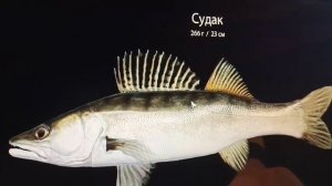 судак на вьюнке старое видео.
