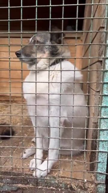 Лютик из приюта ищет дом /Москва, Некрасовка смотреть онлайн