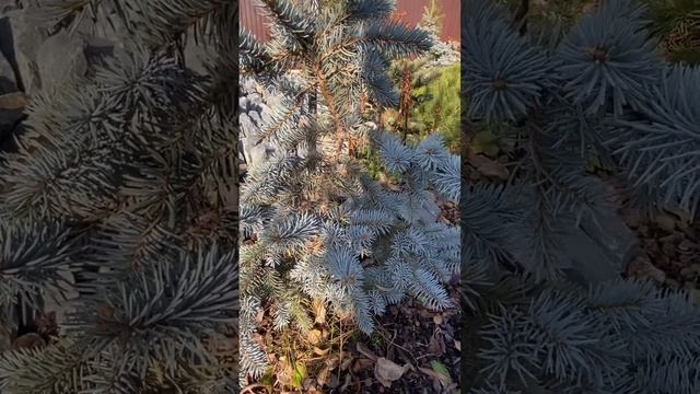 Picea pungens Pendula Janis💚🌲💚октябрь’24🌲🍁 смотреть онлайн