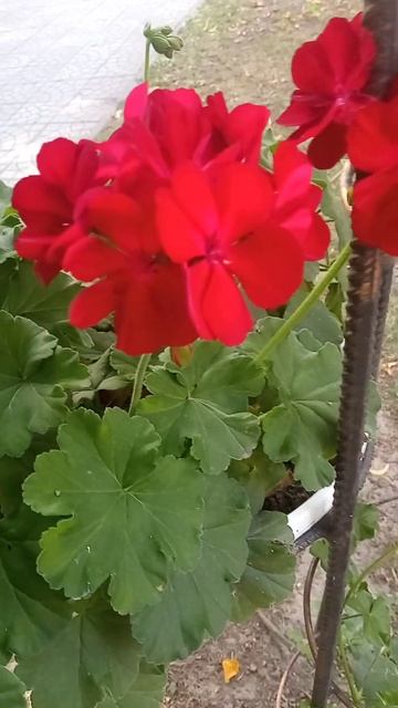 любимые самые смотреть онлайн