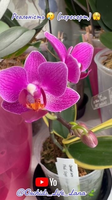 #shorts #orchid #орхидеи #orchids_life_lana #обзорорхидей #plant #орхоман смотреть онлайн