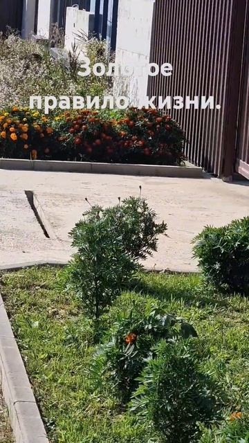 Правила жизни. Бархатцы #жизнь #правдажизни #правилажи смотреть онлайн