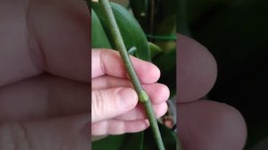 Цитокининовая паста и орхидеи. Мой эксперимент.