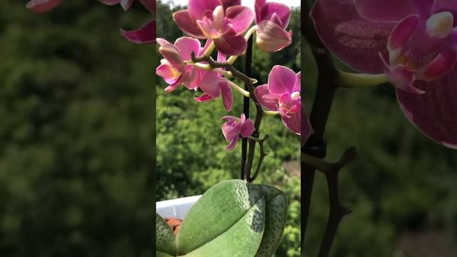 Парфюмерная фабрика Diffusion (Диффузион) #орхидея #фалено? смотреть онлайн