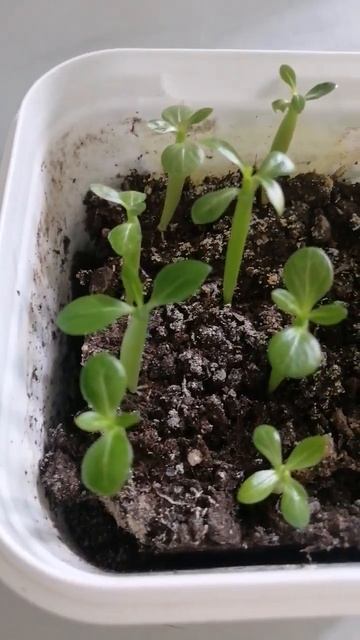 Адениумы. Прошло 20 дней. #Адениум #розапустыни смотреть онлайн